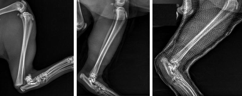 Opieka po złamaniu u psa