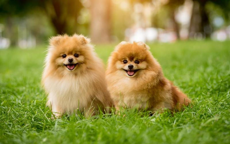 Pielęgnacja pomeraniana wskazówki