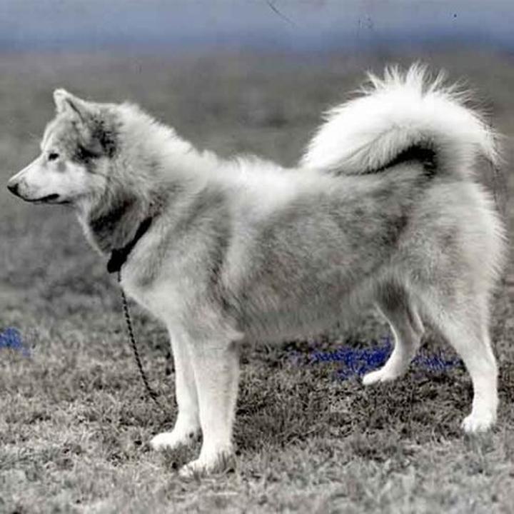 Pochodzenie i historia eskimo dog