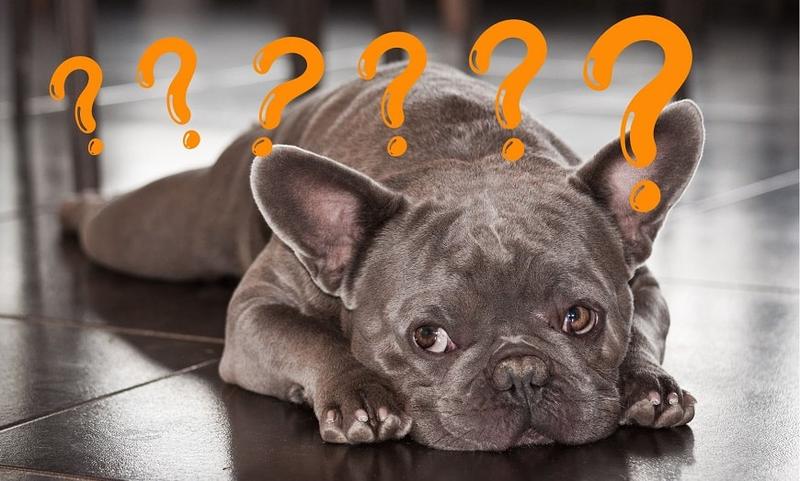 Przyczyny braku sikania u psa