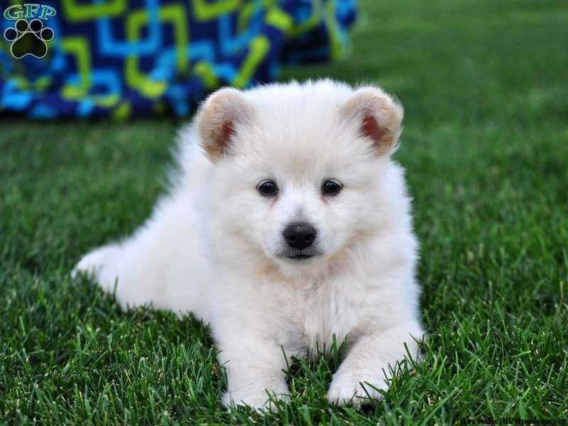 Rasa eskimo dog opis i charakterystyka