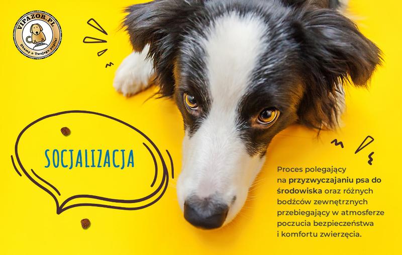 Socjalizacja psa