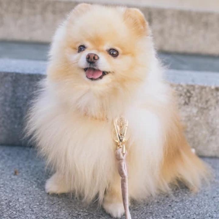 Temperament pomeraniana w ciągu roku