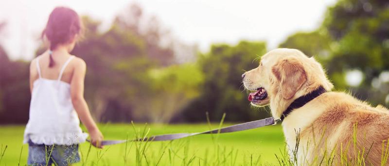 Zabawy grupowe dla psów