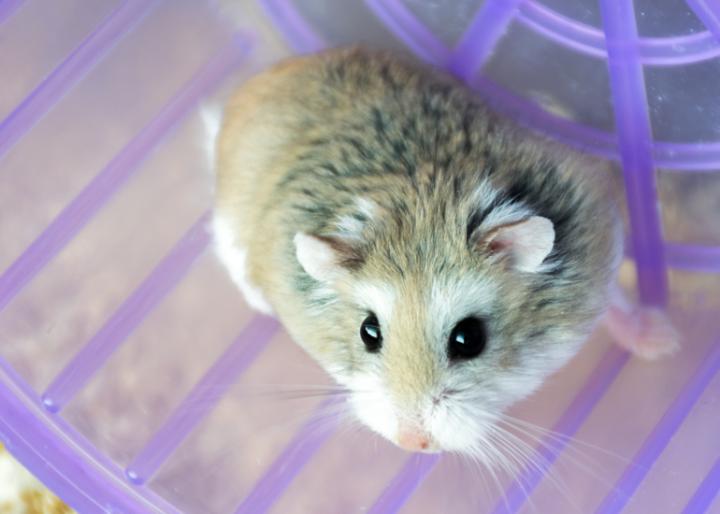 Zachowanie i temperament chomika Roborowskiego