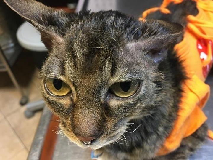 Zmysł dotyku i orientacja psa