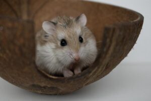 Chomiki Roborowskiego – Fascynujący opis rasy dla miłośników małych zwierząt