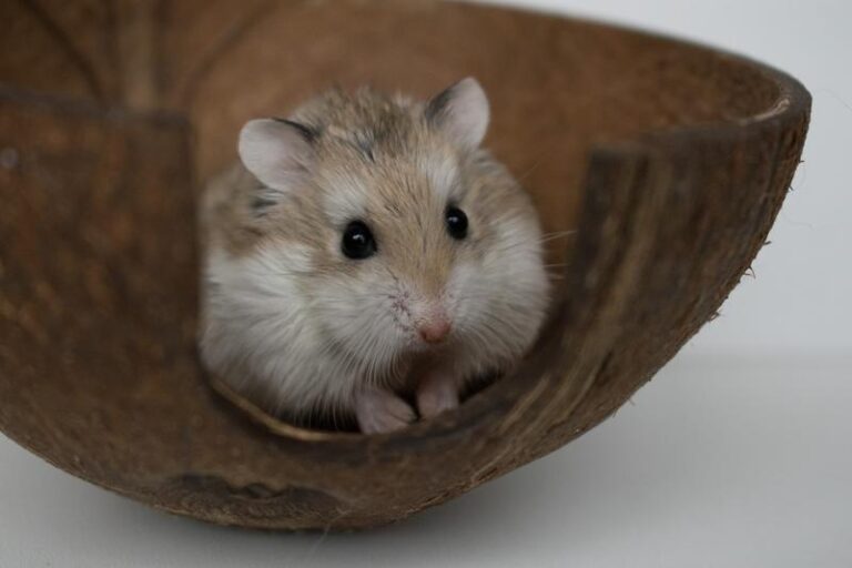 Chomiki Roborowskiego – Fascynujący opis rasy dla miłośników małych zwierząt