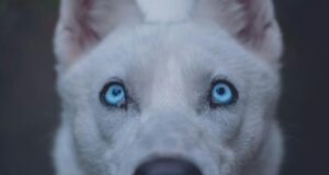 Co oznacza jedno niebieskie oko u psa? Odkryj niezwykłe tajemnice!