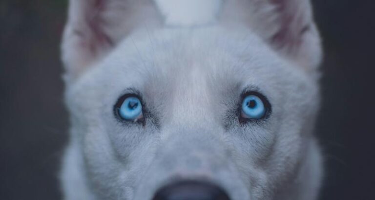 Co oznacza jedno niebieskie oko u psa? Odkryj niezwykłe tajemnice!