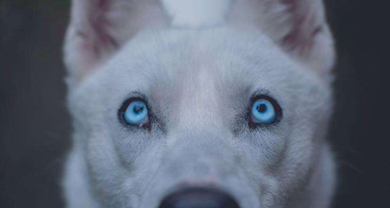 Co oznacza jedno niebieskie oko u psa? Odkryj niezwykłe tajemnice!