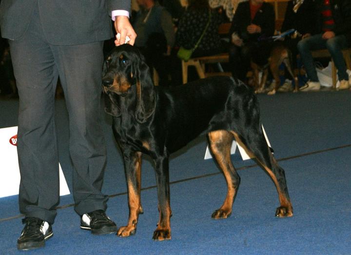 Czarno-podpalany coonhound – fascynująca charakterystyka rasy i jej wyjątkowe cechy
