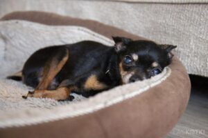 Czy pies może jeść boczek? Sprawdzamy, co mówi eksperta