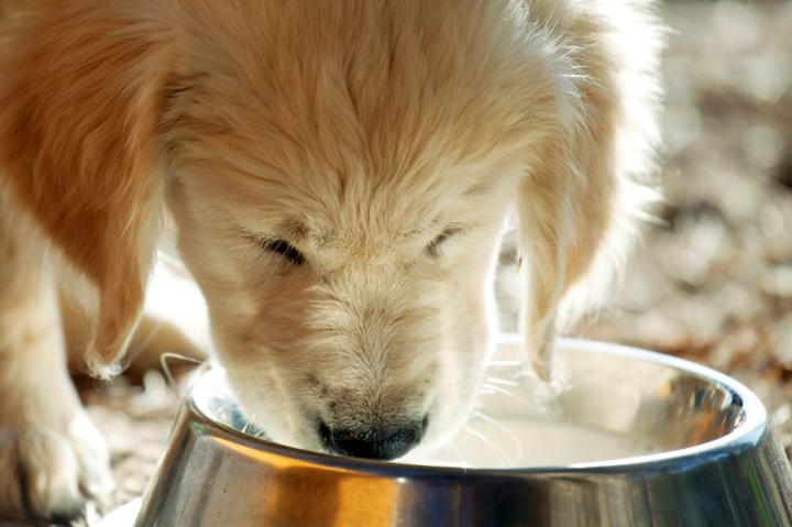 Czy pies może pić mleko? Sprawdź, co mówią eksperci o diecie Twojego pupila!