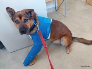 Jak długo zrasta się złamana łapa u psa? Praktyczne informacje dla właścicieli zwierząt