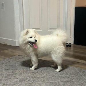 Odkryj fascynującą charakterystykę i opis rasy eskimo dog