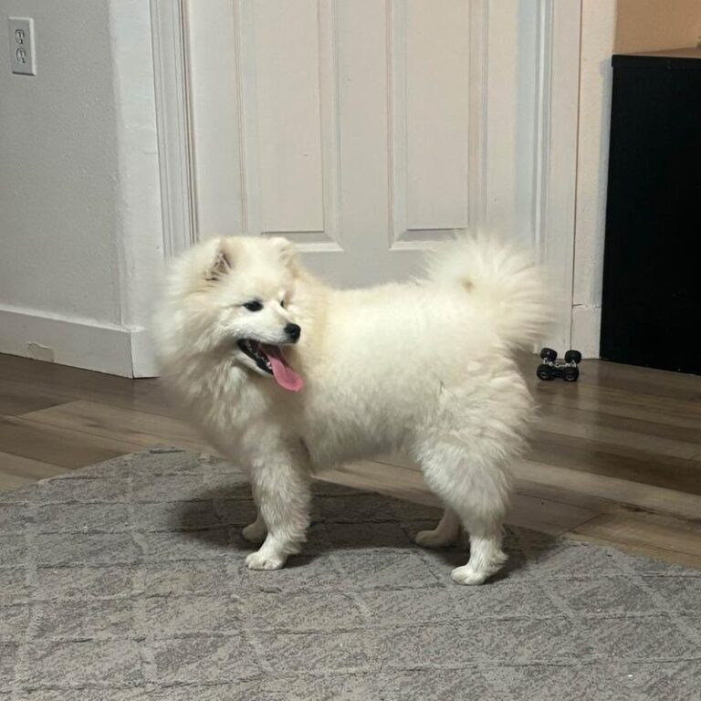 Odkryj fascynującą charakterystykę i opis rasy eskimo dog