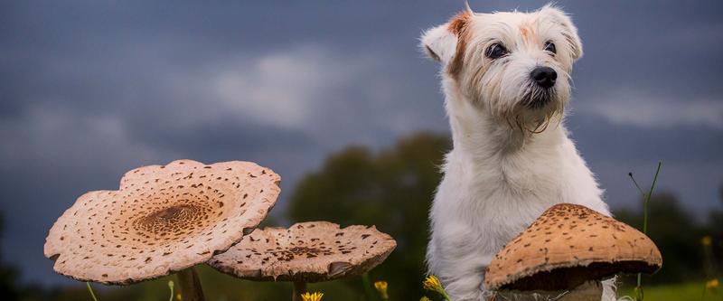 Bezpieczne grzyby dla psów