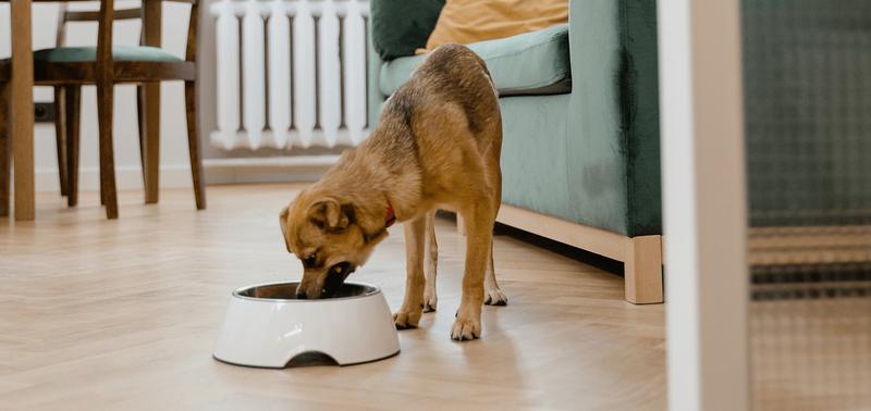 Bezpieczne orzechy dla psa