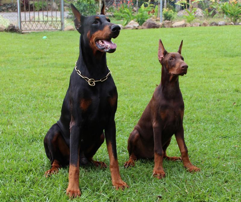 Doberman w policji i ratownictwie