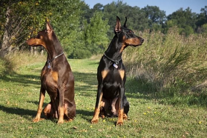 Inteligencja i wychowanie dobermana