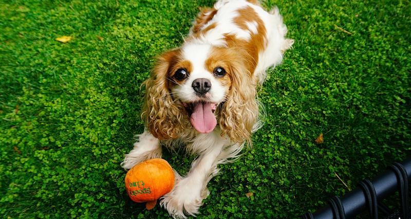 King charles spaniel charakterystyka rasy