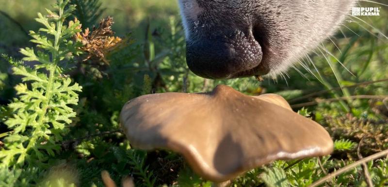 Korzyści zdrowotne grzybów dla psów