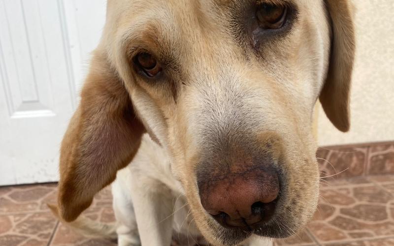 Krwiak małżowiny usznej u psa