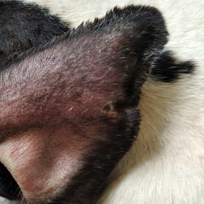 Objawy krwiaka usznego u psa