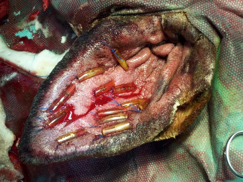 Profilaktyka problemów z uszami u psa