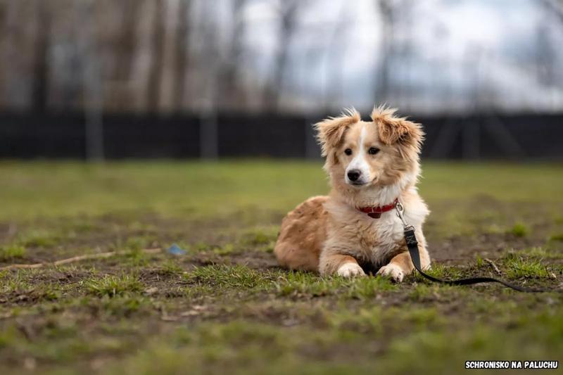Przyczyny i zapobieganie oddaniu psa