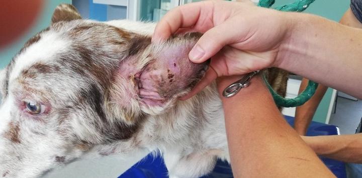 Przyczyny krwiaka ucha u psa