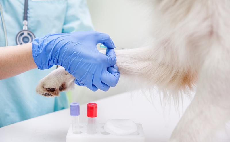 Regularne badania krwi u psów