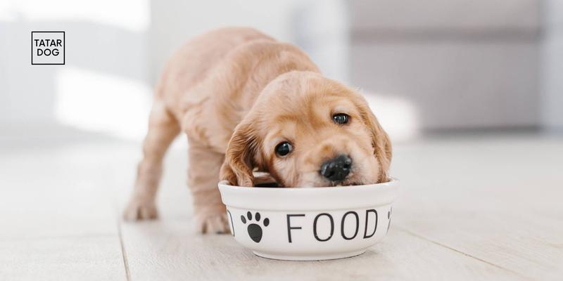 Technologia i gadżety dla czworonogów