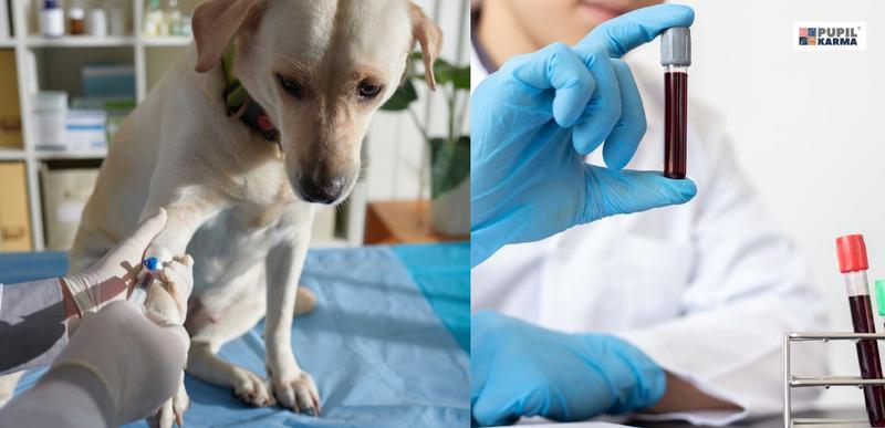 Wczesne wykrywanie chorób u psów