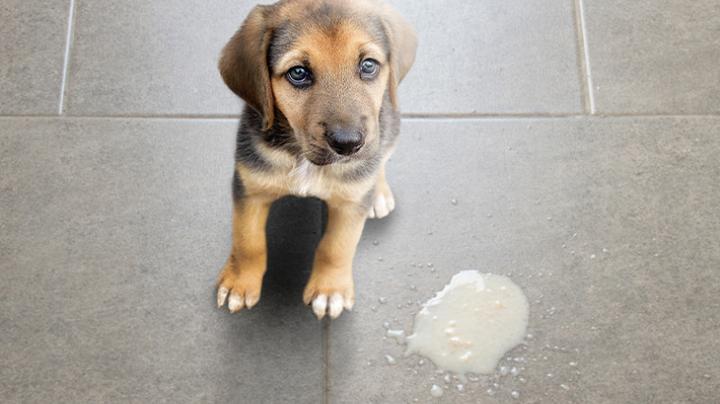 Zatrucie u psa – objawy i pierwsza pomoc