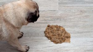 Co zrobić, gdy pies połknie coś niebezpiecznego: jak wywołać wymioty?