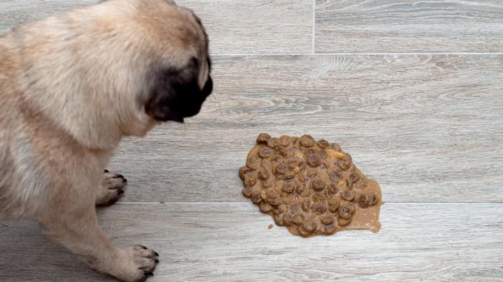 Co zrobić, gdy pies połknie coś niebezpiecznego: jak wywołać wymioty?