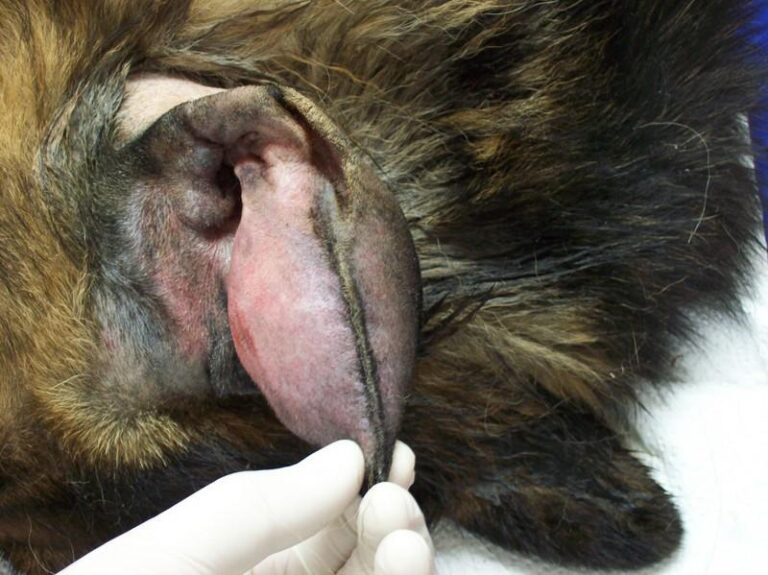 Krwiak małżowiny usznej u psa – jak postępować, gdy jego ucho jest spuchnięte?