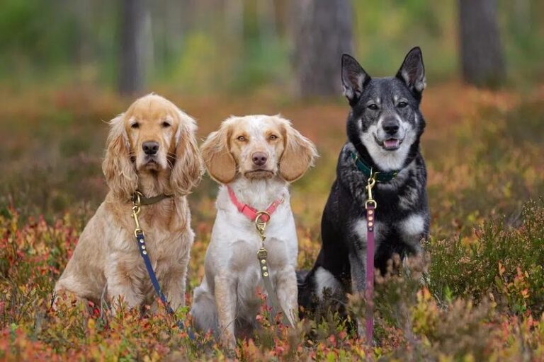 Rozstanie z czteronogim przyjacielem – kiedy oddanie psa do schroniska to słuszny krok?