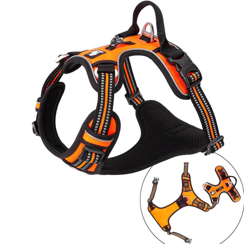 Bezpieczeństwo pomarańczy dla psów