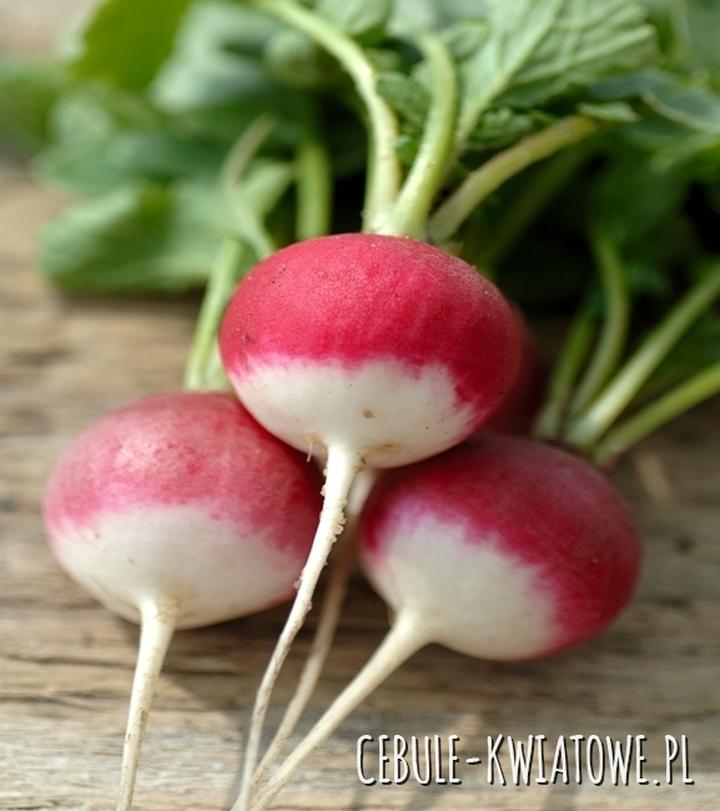 Dieta i żywienie chomika