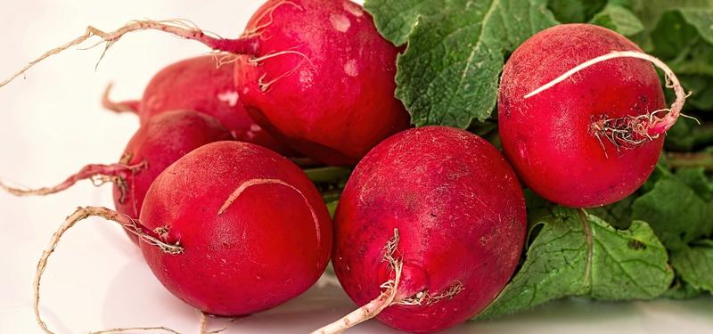 Rzodkiewka dla chomika