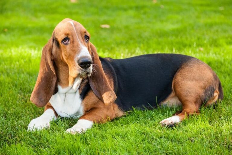 Basset Hound – urokliwy towarzysz o wyjątkowej charakterystyce i opisie rasy