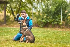 Cudowny trik: Jak nauczyć psa siadać w zaledwie kilka dni