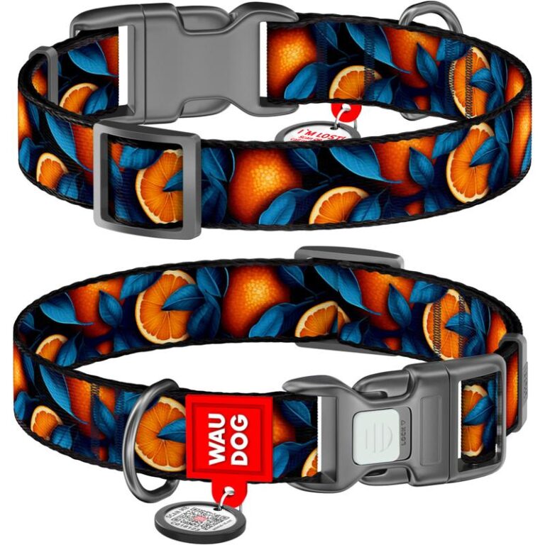 Czy pomarańcze są bezpieczne dla psów? Sprawdzamy ich szkodliwość