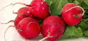 Czy rzodkiewka jest bezpieczna dla chomików? Sprawdź, co musisz wiedzieć!