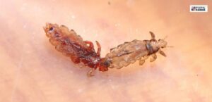 Czy Twój pies może mieć wszy? Sprawdź jak skutecznie je leczyć!