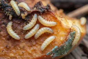 Skuteczne metody walki z niewidzialnym wrogiem: jak pozbyć się larw much u psa