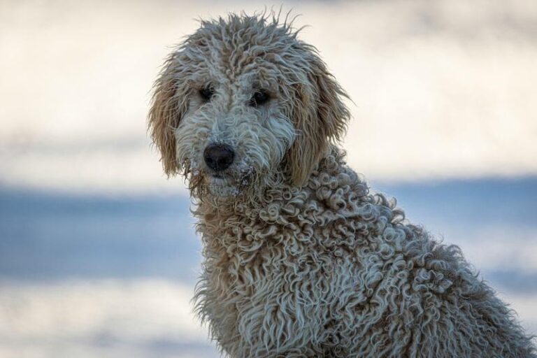 Zakręcone sekrety psiego świata: tajemnice i ciekawostki o psach z kręconymi włosami
